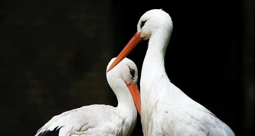 «Дикие однолюбы». Музейное занятие