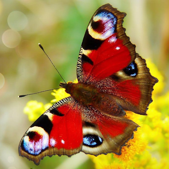 «Дачная фауна под микроскопом». Музейное занятие